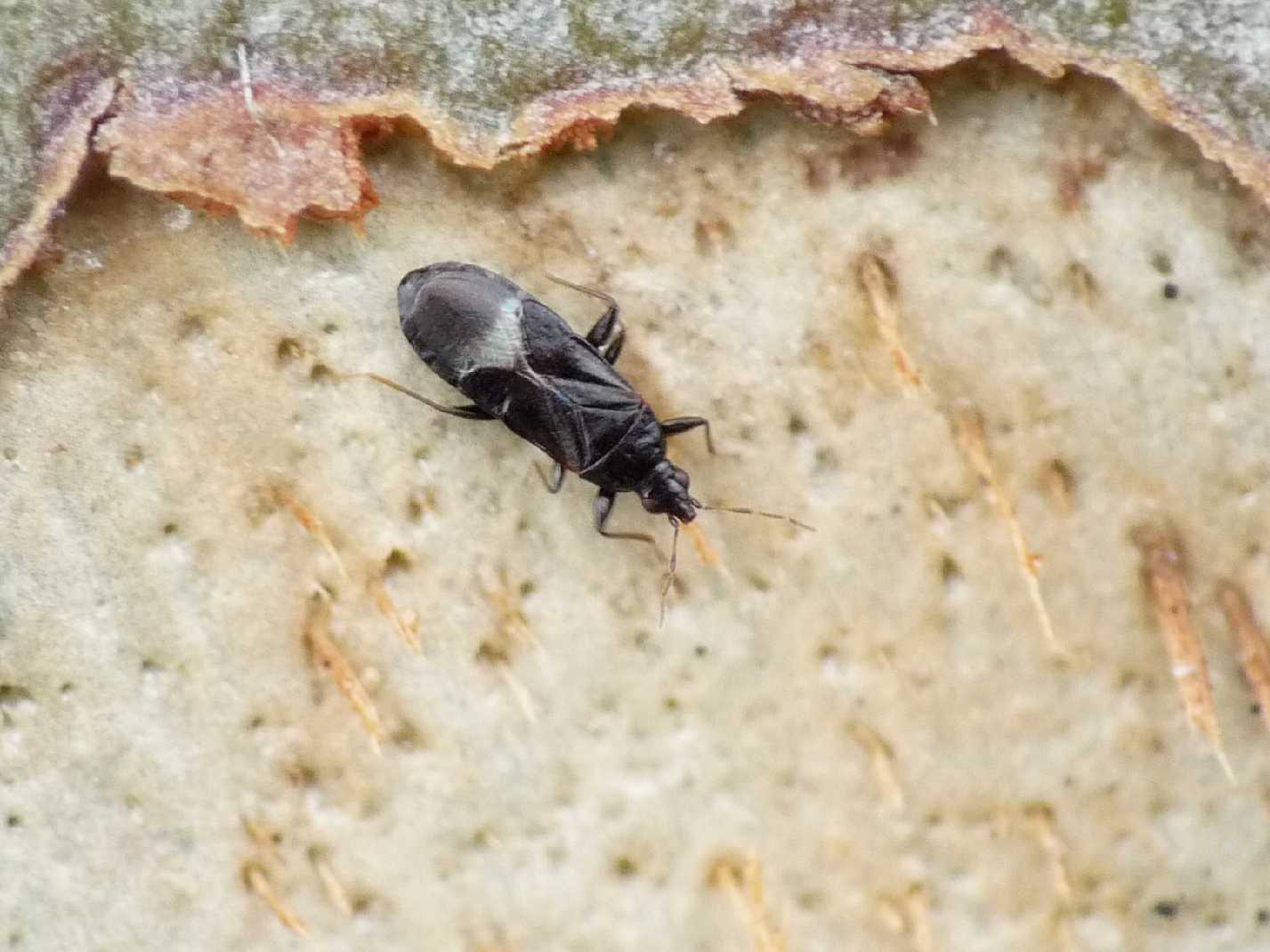 Anthocoris minki?